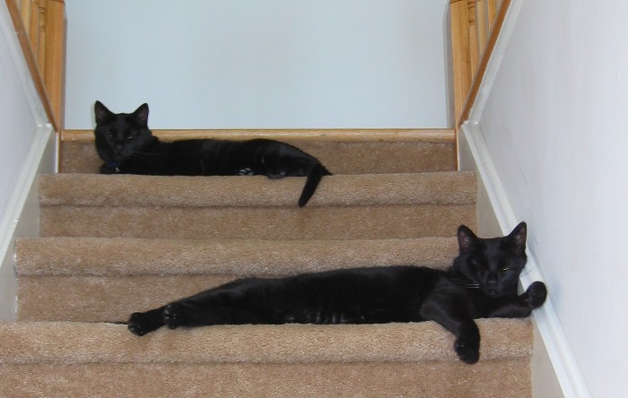 Cats on Stairs